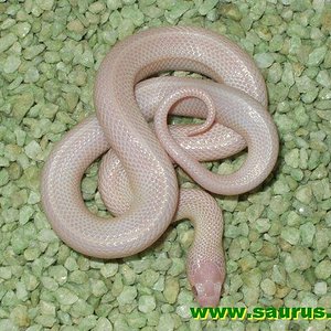 lampropeltis_mexicana_thayeri_black_albino_01.jpg