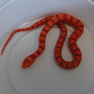albino coral pastel.jpg