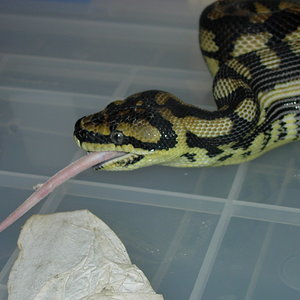 COMIENDO MI NIÑA1.jpg