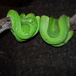 Mis nenas en la tienda.jpg