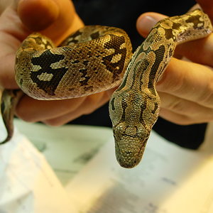 ACRANTOPHIS DUMERILI1.jpg