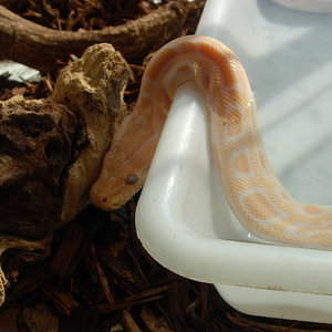 PYTHON MOLURUS BIVITTATUS (ALBINA).jpg