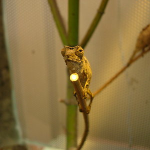 PHAMPHOLEO ESPECTRUM1.jpg