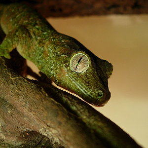 RHACODACTYLUS CHAHUA.jpg