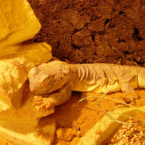 UROMASTYX HARDWICKI.jpg
