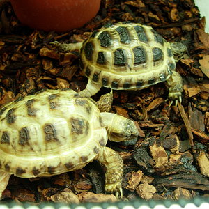 Agrionemys horsfieldii.jpg