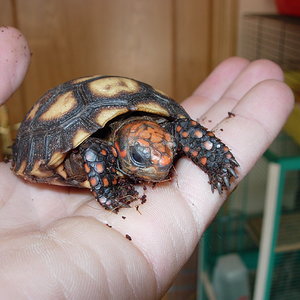 CHELONOIDIS CARBONARIA.jpg