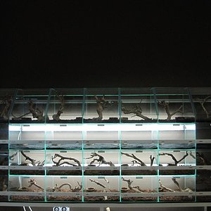 bateria pequeños animales.JPG