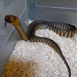 aspidites ramsayi femea.JPG