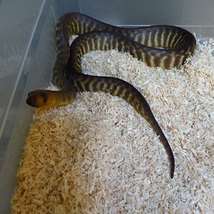 aspidites ramsayi femea 3.JPG