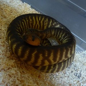 Aspidites ramsayi macho.JPG