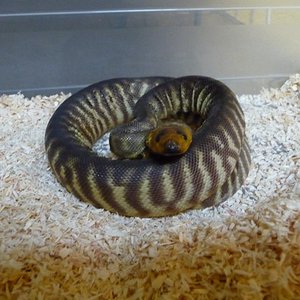 aspidites ramsayi 2.JPG