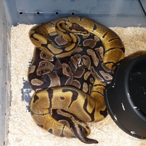 Regius WOMA x Normal.JPG