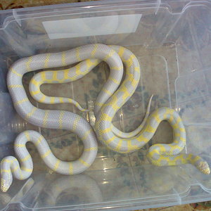 macho aberrante y hembra anillada.jpg