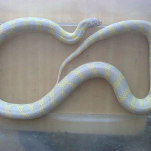 hembra aberrante.jpg