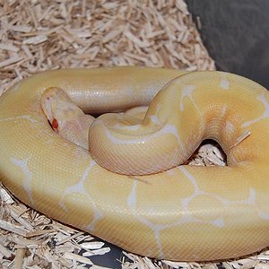 spider albino macho.jpg