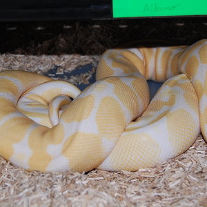 albina x albina 22-12-09.JPG