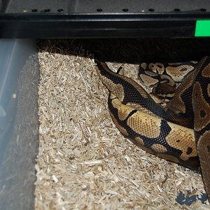 pastel het ghost x nominal 22-12-09 ..JPG