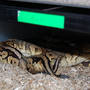 pewter x pastel 26.12.09.JPG