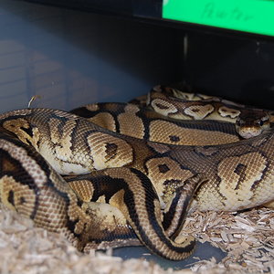 pewter x pastel 26.12-09.JPG