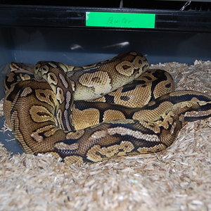 pewter x pastel 26-12-09...JPG