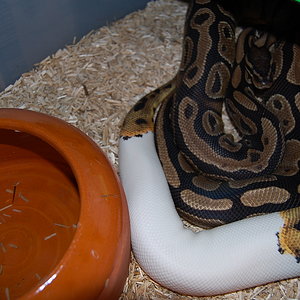 pied x het pied 26-12-09.JPG