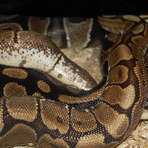 spider X nom 6. 27.12.09.JPG