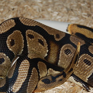 pied X het pied .....JPG