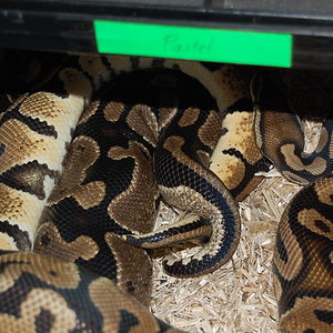 pastel het ghost x nom 9 . 29-12-09.JPG