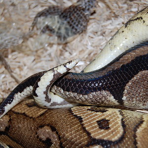 pewter x nominal 10. 31-12-09.JPG