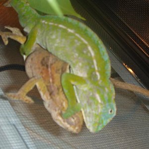 lateralis copula reduc1.JPG