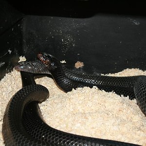 IMG_1936 (Large).jpg