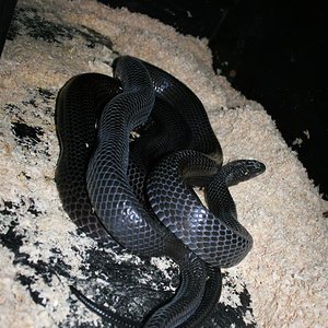 IMG_1943 (Large).jpg