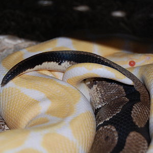 albino X nominal 3.JPG