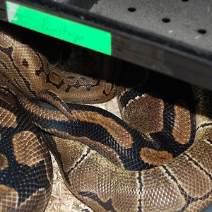 pinstripe X nominal 4.JPG