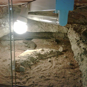 terrario pareja ocelata.jpg