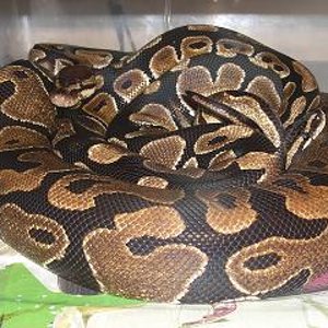 possible copula regius.JPG