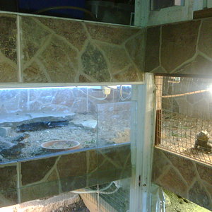 terrario trio dispar.jpg