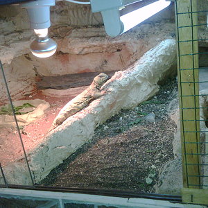 terrario macho ornata.jpg