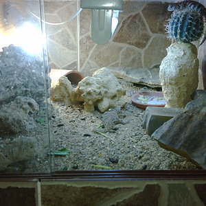 terrario crias ornata.jpg