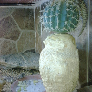 terrario ornata baby2.jpg