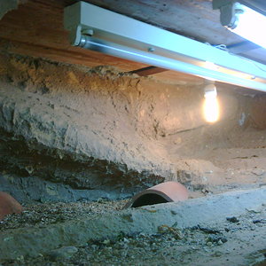 terrario acantinurus.jpg