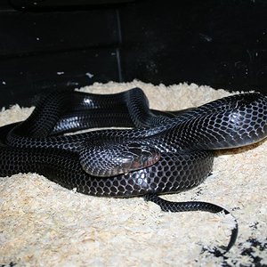 copulas indigo 7 enero 003 (Large).jpg