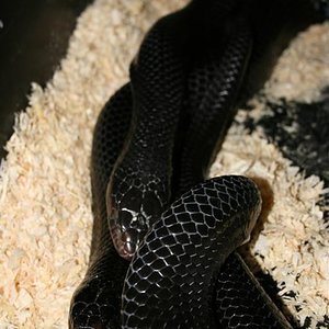 copulas indigo 7 enero 007 (Large).jpg