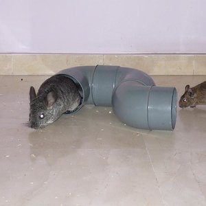 luna e issis fauna.JPG