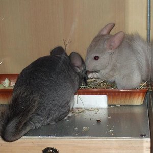 orion y luna fauna.JPG