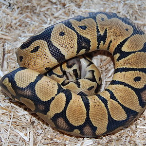 jungle pastel hembra 09.JPG