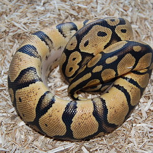 jugle pastel hembra 09 ..JPG