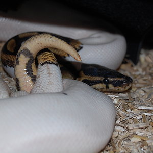 pied x pied 12-1-10..JPG