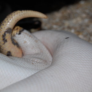 pied x pied 12-1-10.JPG